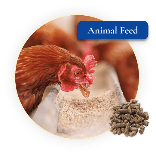All About Animal Feed