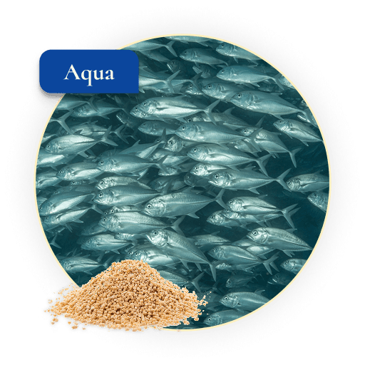 All About Aquaculture