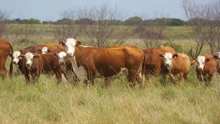 JBS to Close California Beef Plant